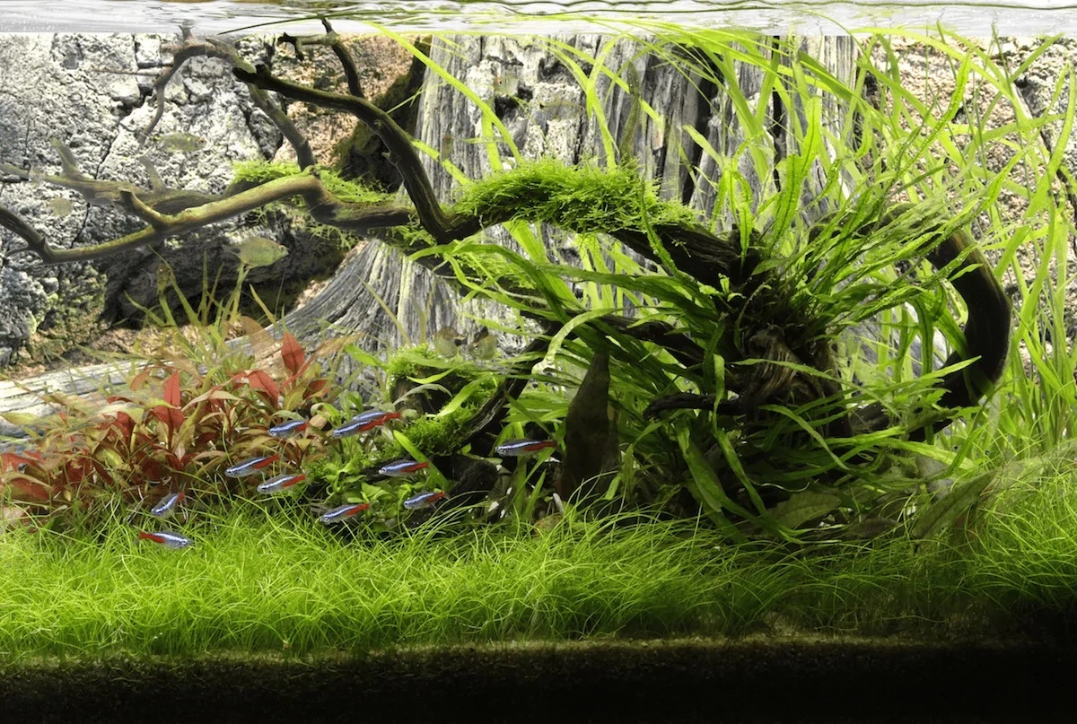 Back to Nature Amazonas 120 cm
